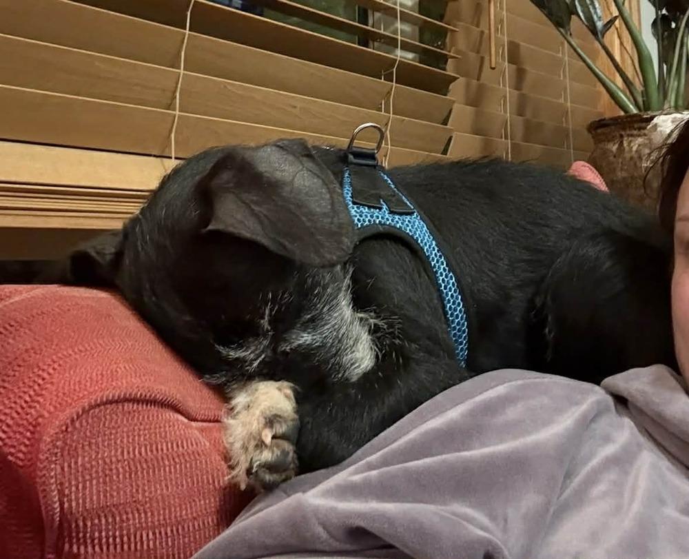 Nico, Adoptable, Adult Male Terrier.