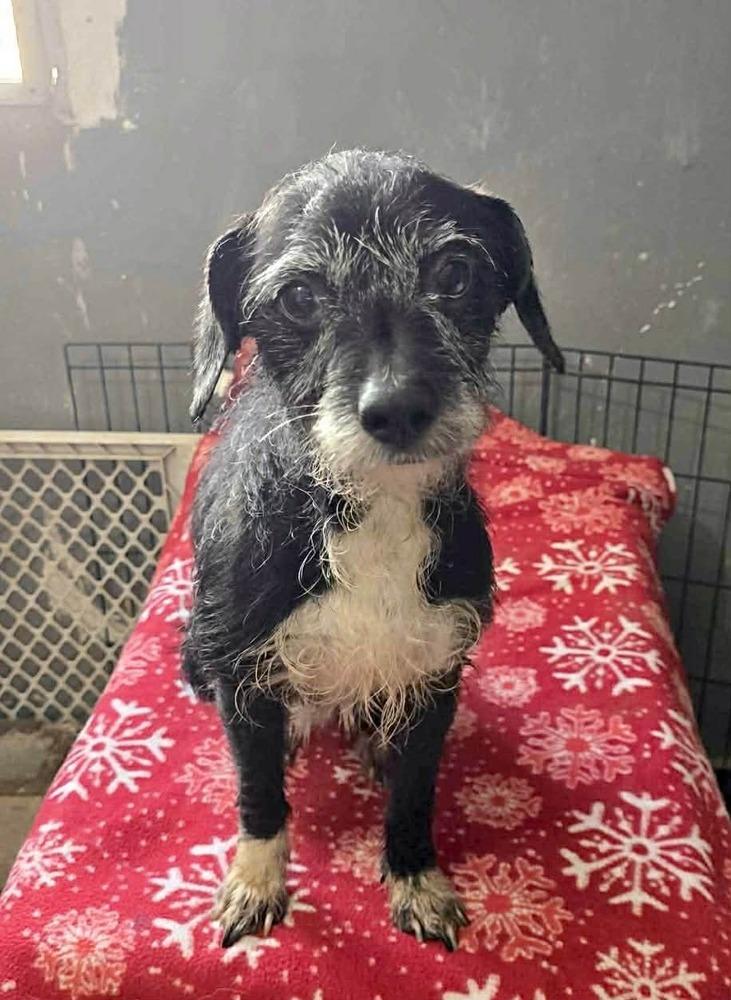 Enlarge Nico, a Adoptable mixed breed in Boulder, CO image 2/4