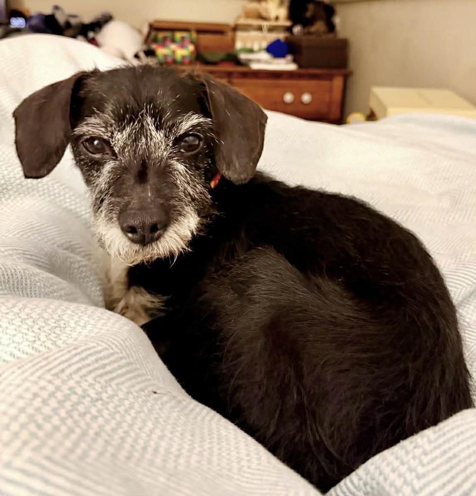 Enlarge Nico, a Adoptable mixed breed in Boulder, CO image 3/4