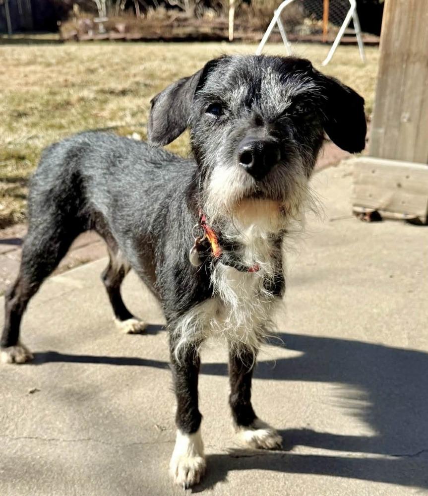 Enlarge Nico, a Adoptable mixed breed in Boulder, CO image 4/4