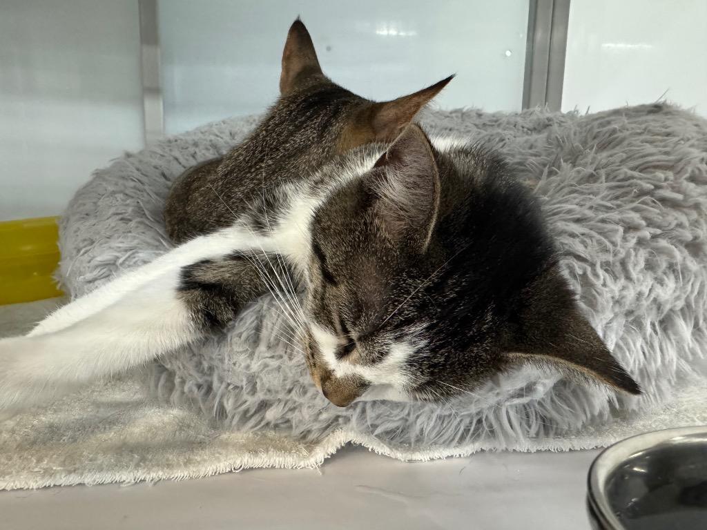 Jillian, Adoptable, Kitten Female Domestic Short Hair.