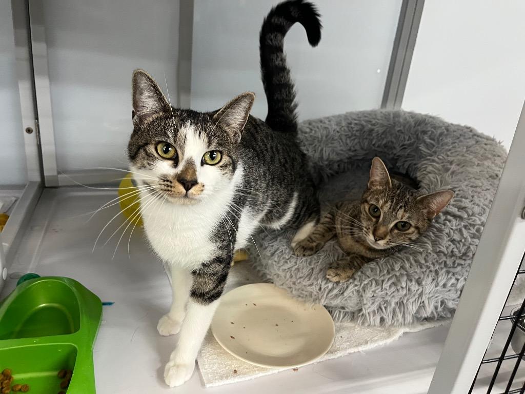 Enlarge Jillian, a Adoptable mixed breed in Raleigh, NC image 2/3