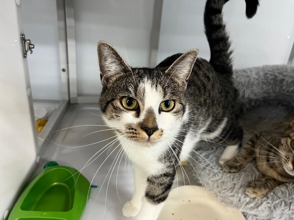 Enlarge Jillian, a Adoptable mixed breed in Raleigh, NC image 3/3