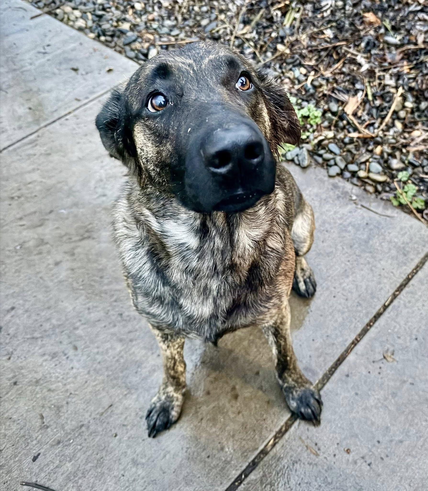 Enlarge Cash, a Adopted mixed breed in LEWISTON, ID image 1/5