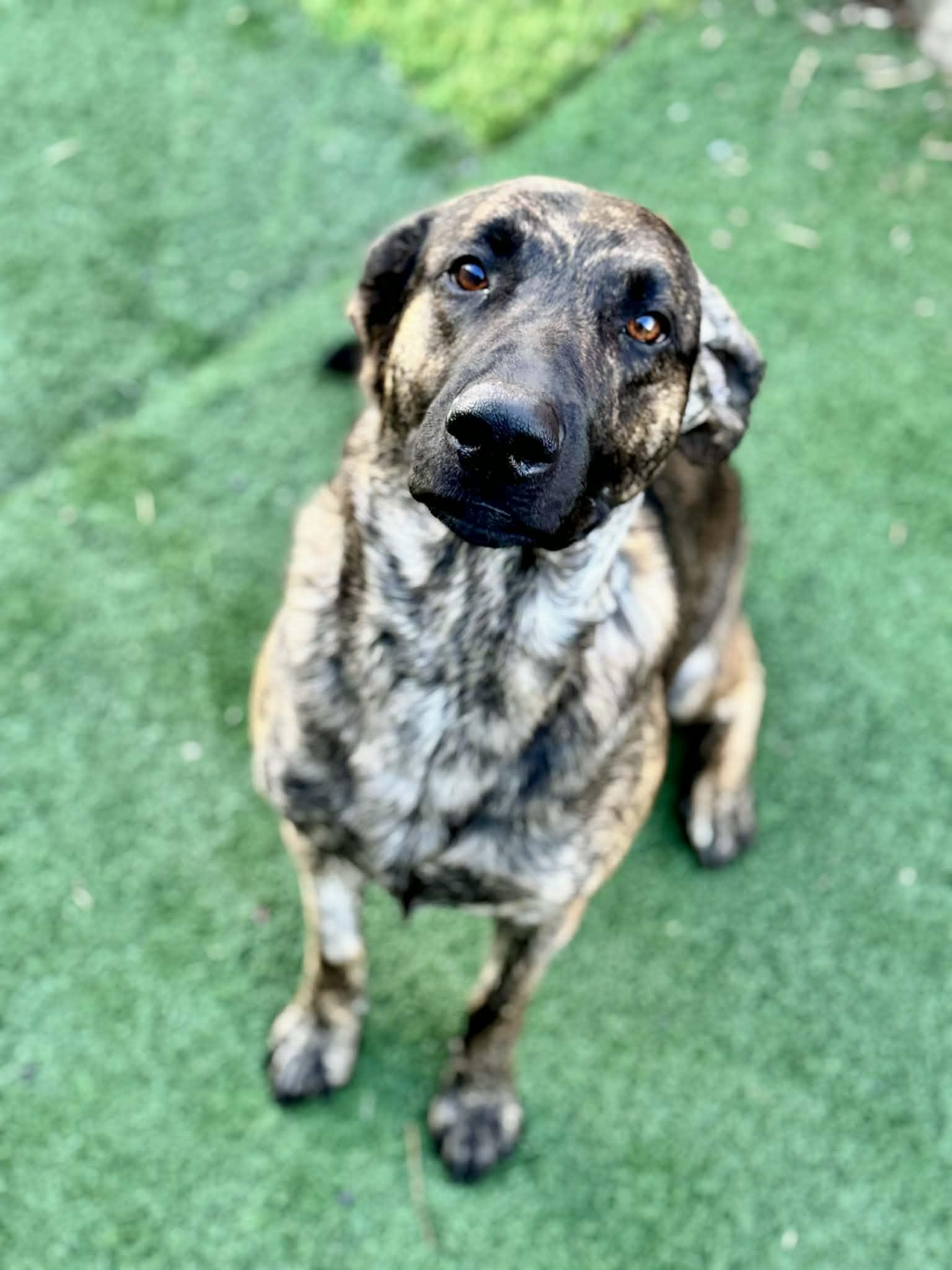 Enlarge Cash, a Adopted mixed breed in LEWISTON, ID image 2/5