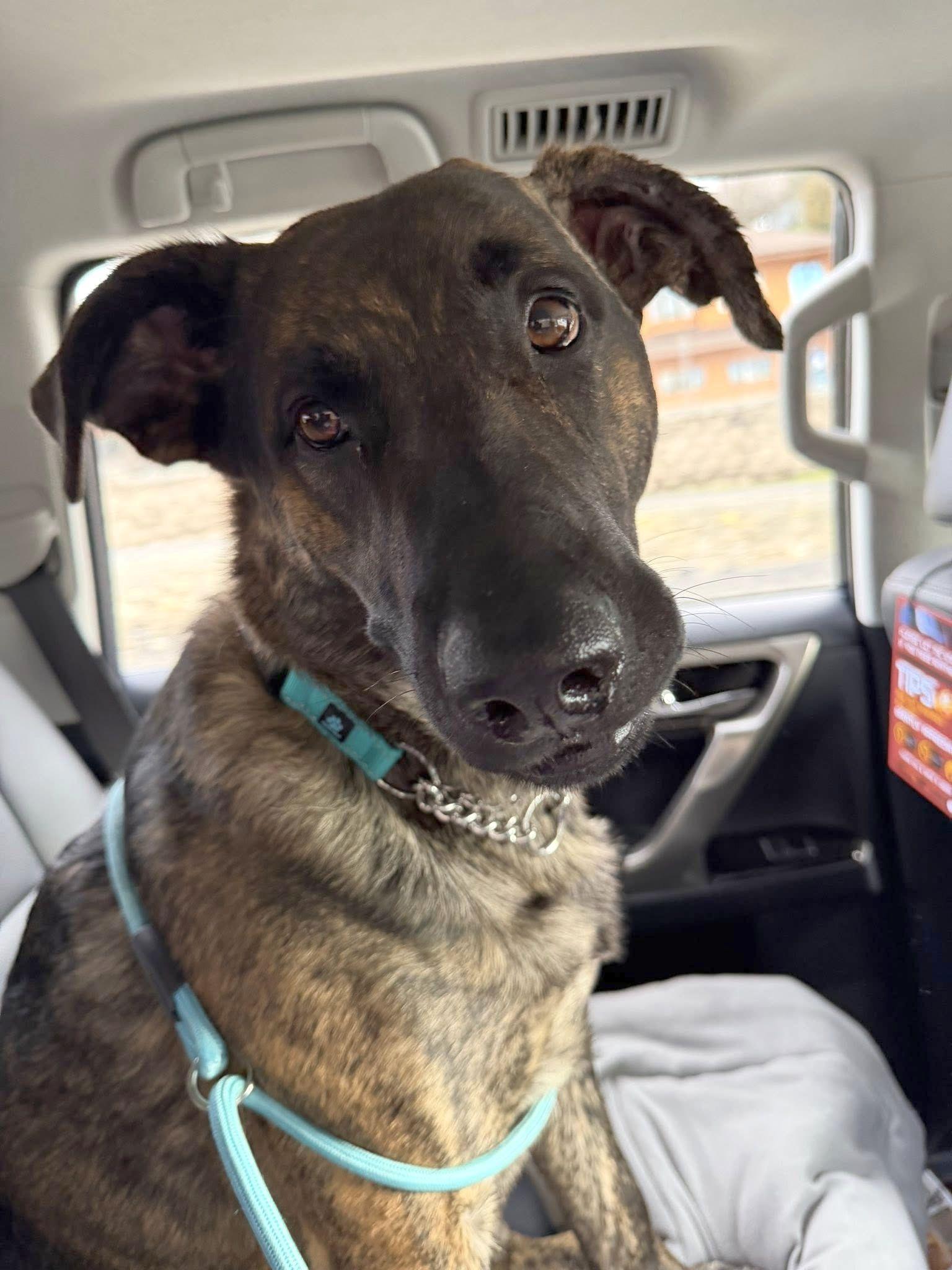 Enlarge Cash, a Adopted mixed breed in LEWISTON, ID image 3/5