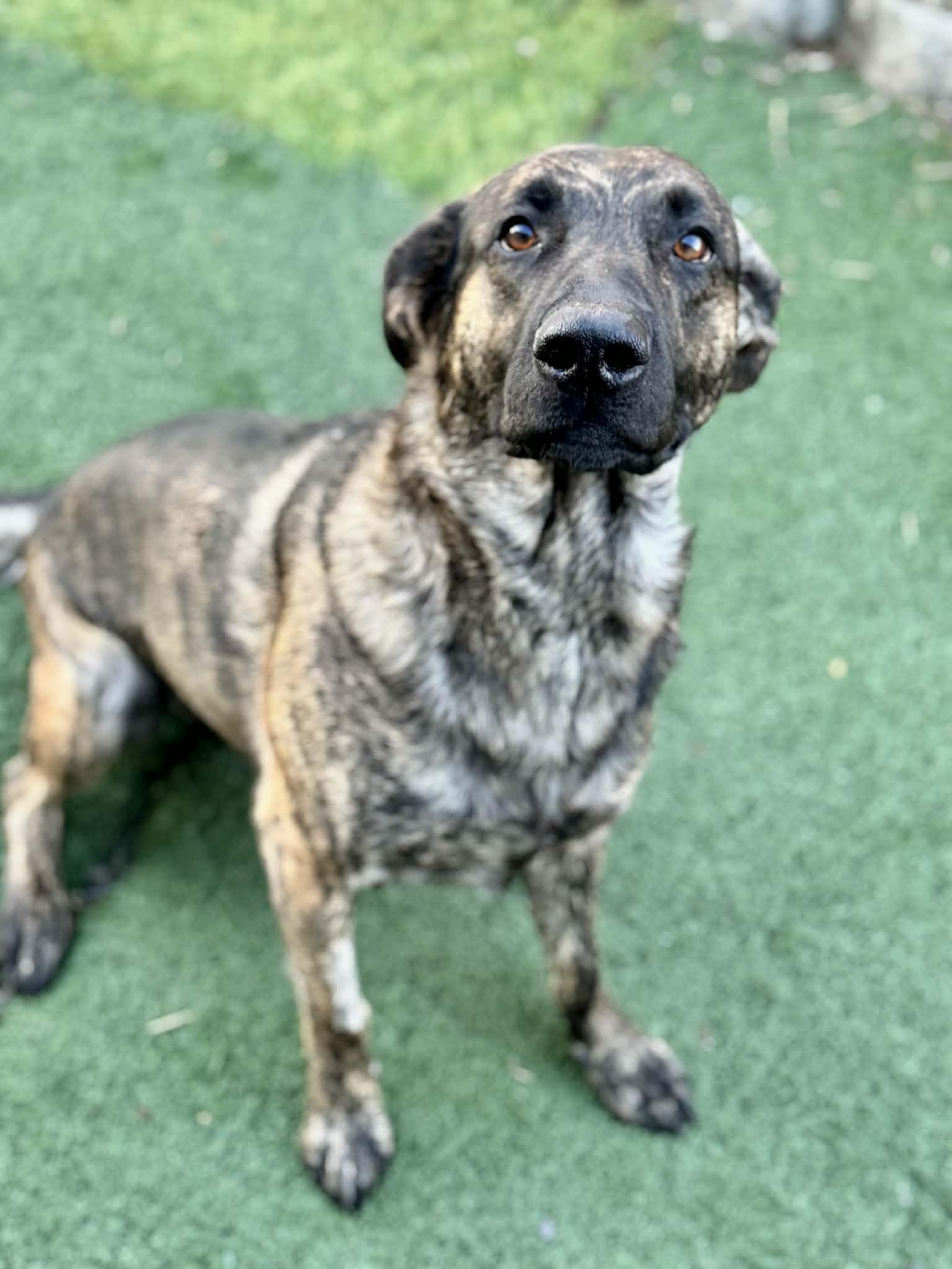 Enlarge Cash, a Adopted mixed breed in LEWISTON, ID image 4/5