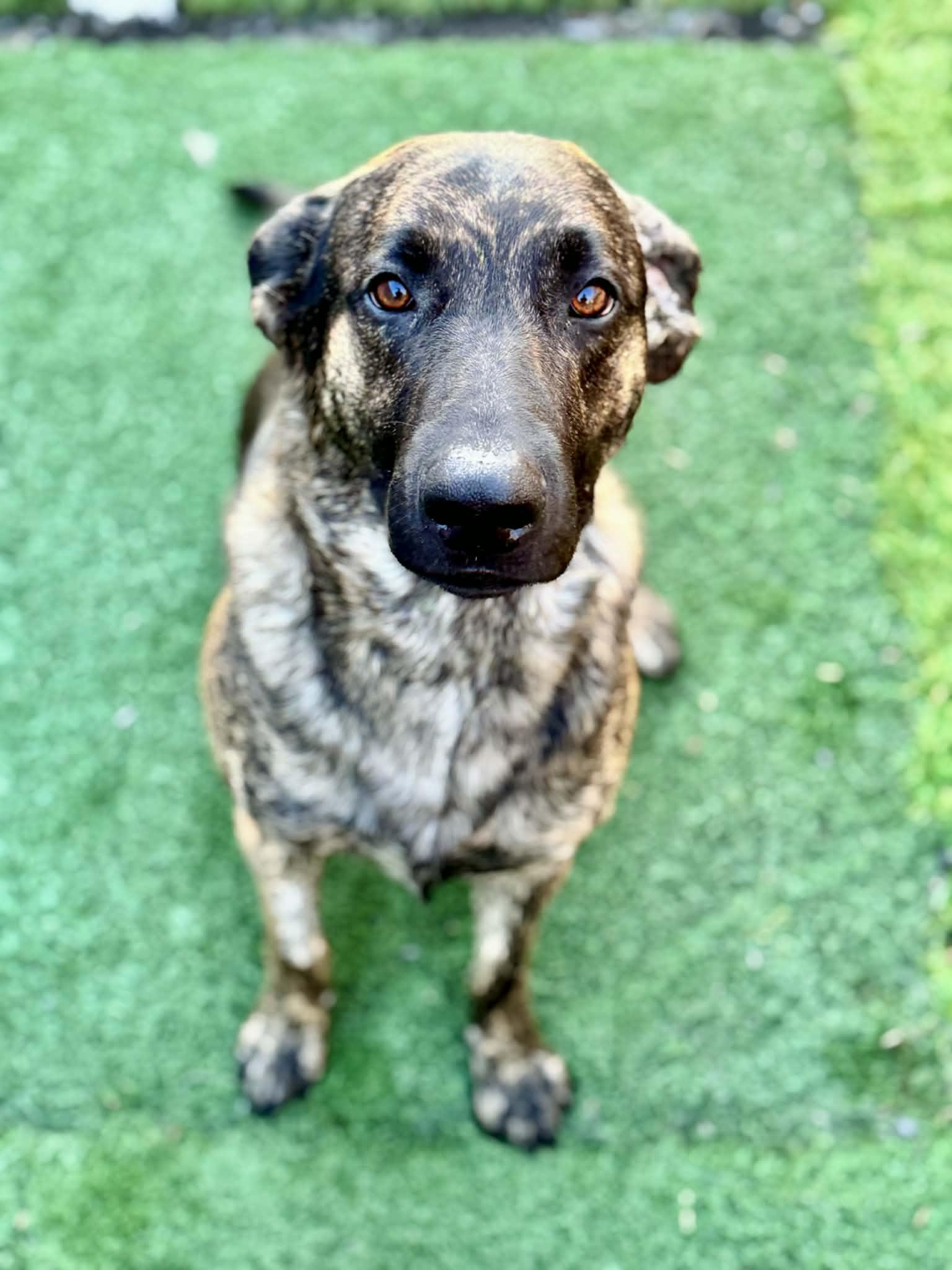 Enlarge Cash, a Adopted mixed breed in LEWISTON, ID image 5/5