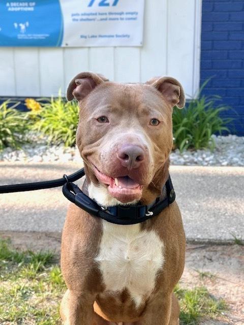 Lorenzo, a Adoptable mixed breed in Muskegon, MI image 1/6