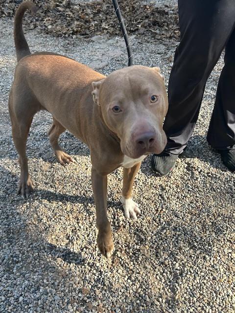 Lorenzo, a Adoptable mixed breed in Muskegon, MI image 2/6