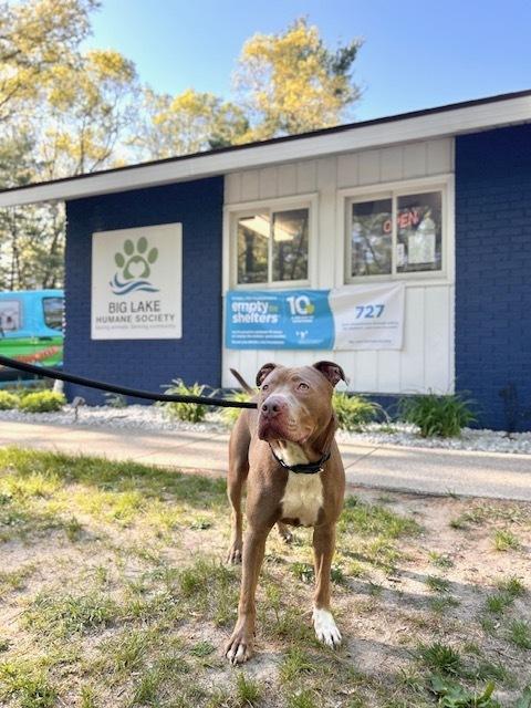 Lorenzo, a Adoptable mixed breed in Muskegon, MI image 3/6