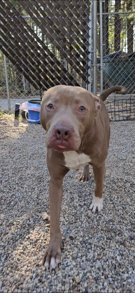 Lorenzo, a Adoptable mixed breed in Muskegon, MI image 4/6