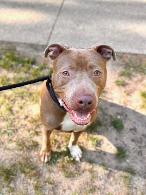 Lorenzo, a Adoptable mixed breed in Muskegon, MI image 5/6