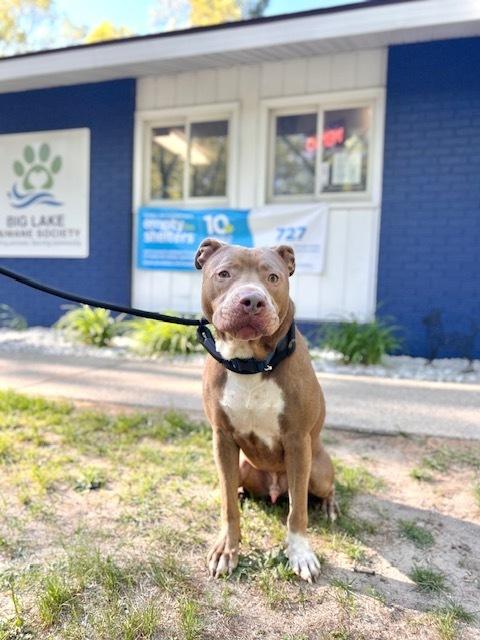 Lorenzo, a Adoptable mixed breed in Muskegon, MI image 6/6