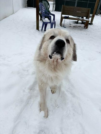 Hansel, a ADOPTABLE Great Pyrenees in Belleville, MI image 3/3
