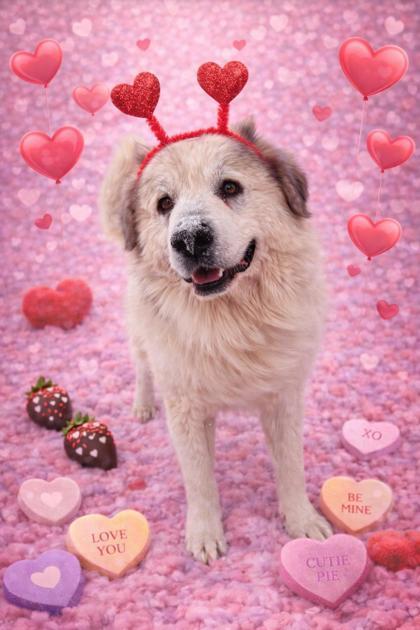 Hansel, a ADOPTABLE Great Pyrenees in Belleville, MI image 1/3