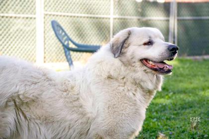 Hansel, a ADOPTABLE Great Pyrenees in Belleville, MI image 2/3