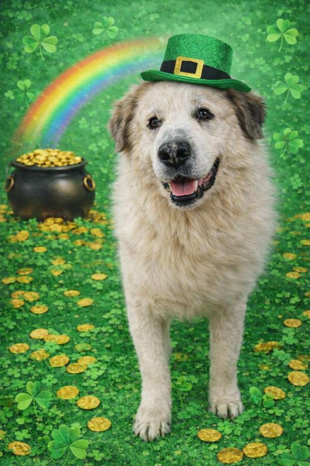 Hansel, ADOPTABLE, Adult Male Great Pyrenees.