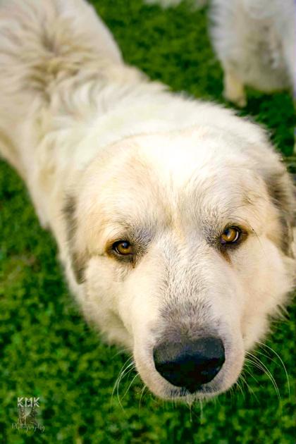 Hansel, Adoptable, Adult Male Great Pyrenees.