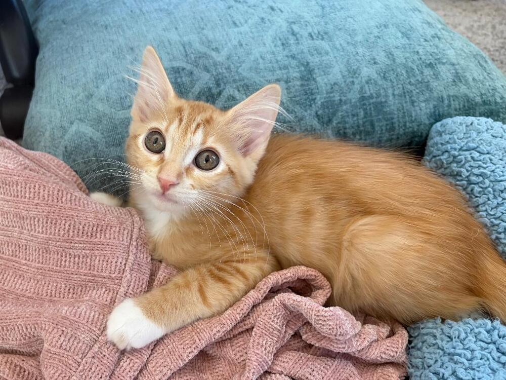Sunny, Adoptable, Kitten Female Domestic Short Hair.