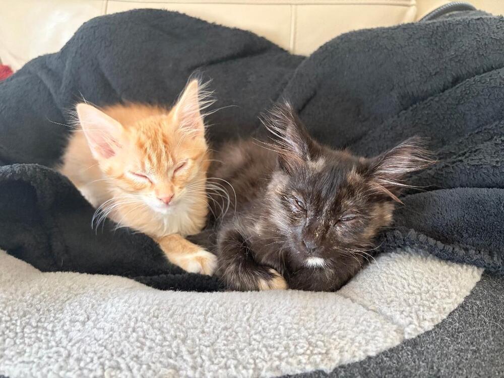 Enlarge Sunny, a Adoptable Domestic Short Hair in Oceanside, CA image 2/6
