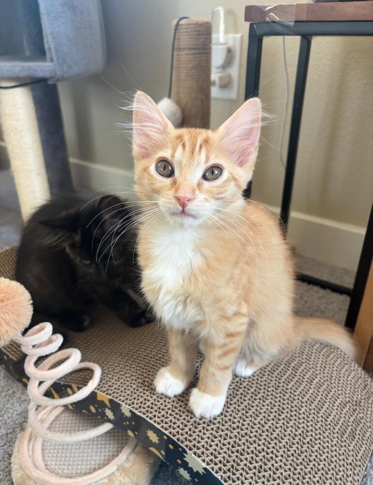 Enlarge Sunny, a Adoptable Domestic Short Hair in Oceanside, CA image 4/6