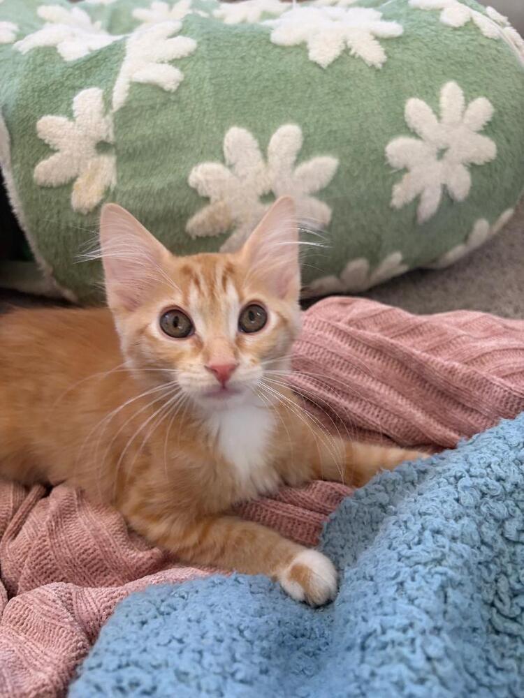 Enlarge Sunny, a Adoptable Domestic Short Hair in Oceanside, CA image 6/6