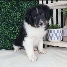 Enlarge Sammi, a Adoptable mixed breed in Ada, MN image 1/1