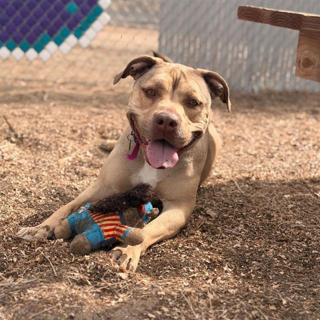 Enlarge NESTA, a Adoptable mixed breed in Aurora, CO image 1/1