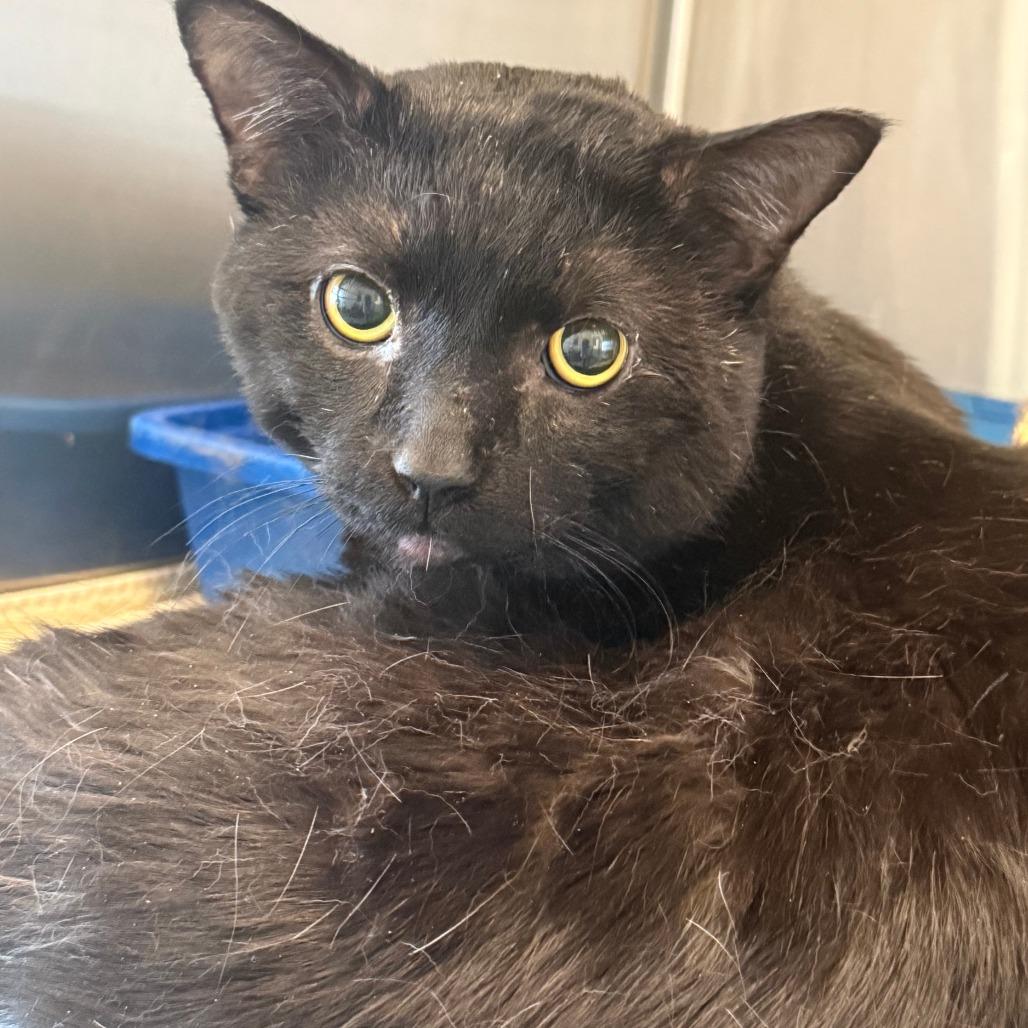Lenox, Adoptable, Adult Male Domestic Short Hair.