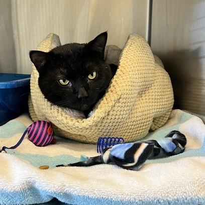 Enlarge Lenox, a Adoptable Domestic Short Hair in Concord, NH image 2/2