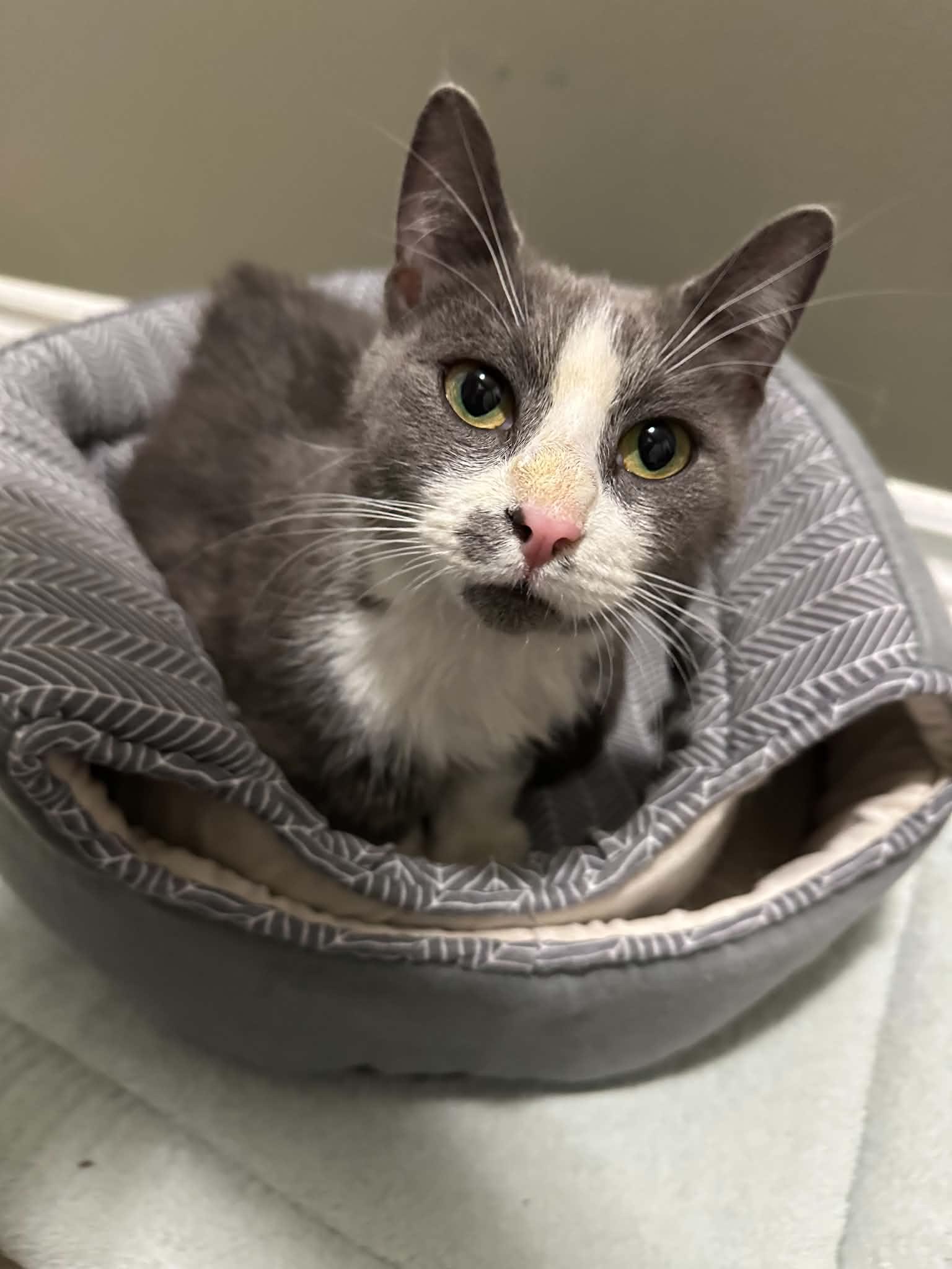 Enlarge Penne, an adopted Domestic Short Hair in Shakespeare, ON image 6/6