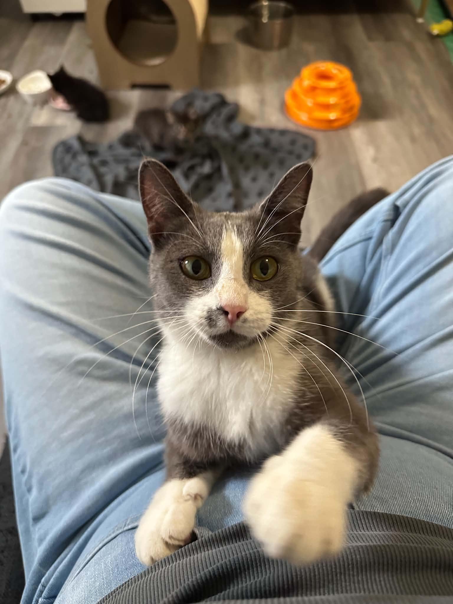 Enlarge Penne, an adopted Domestic Short Hair in Shakespeare, ON image 5/6