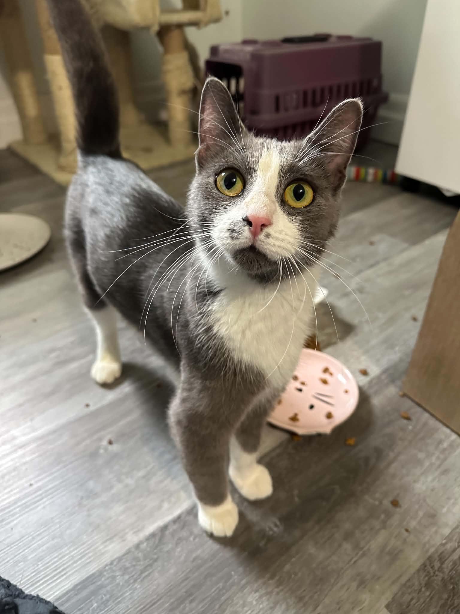 Enlarge Penne, an adopted Domestic Short Hair in Shakespeare, ON image 1/6