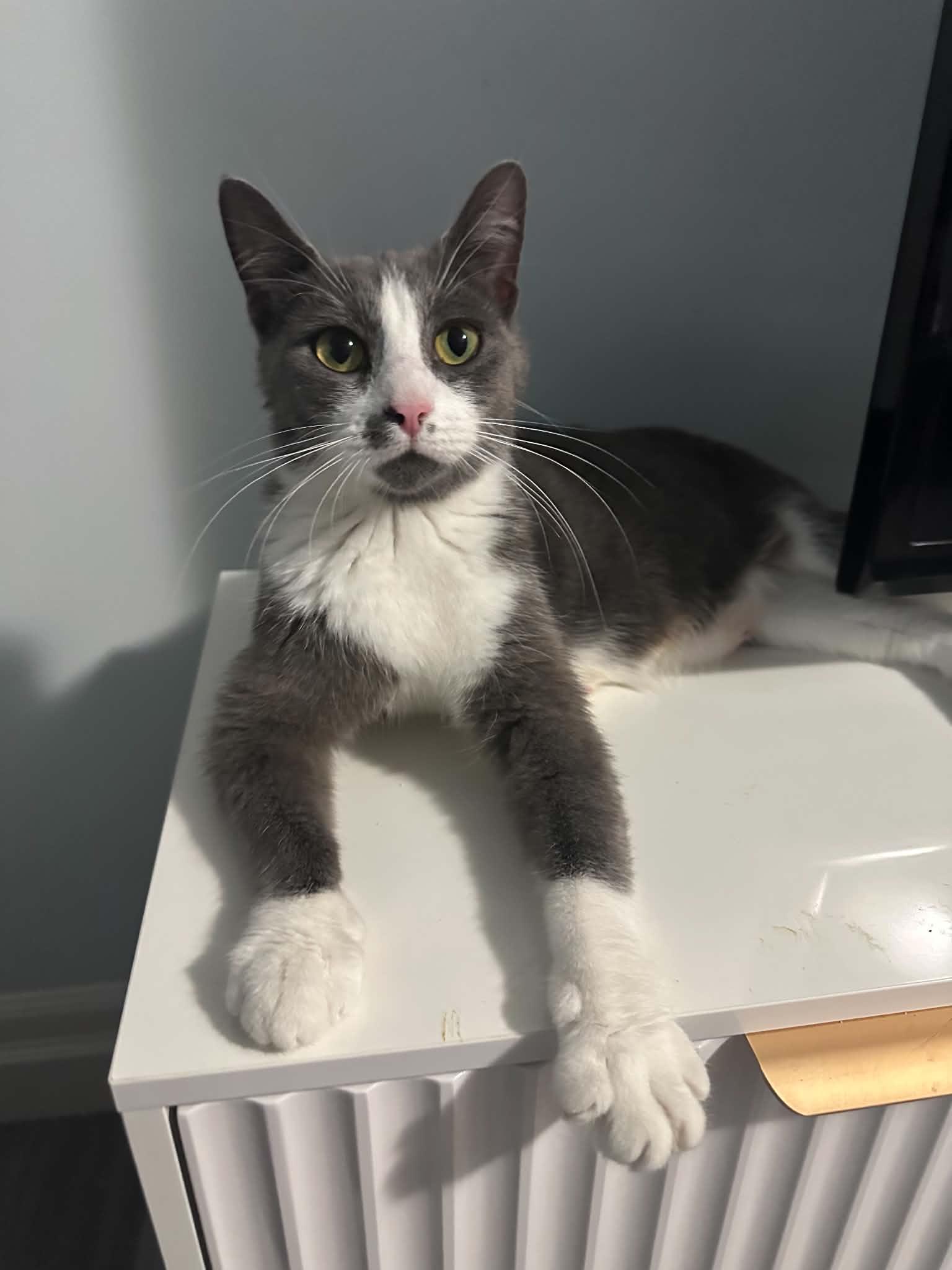 Enlarge Penne, an adopted Domestic Short Hair in Shakespeare, ON image 3/6