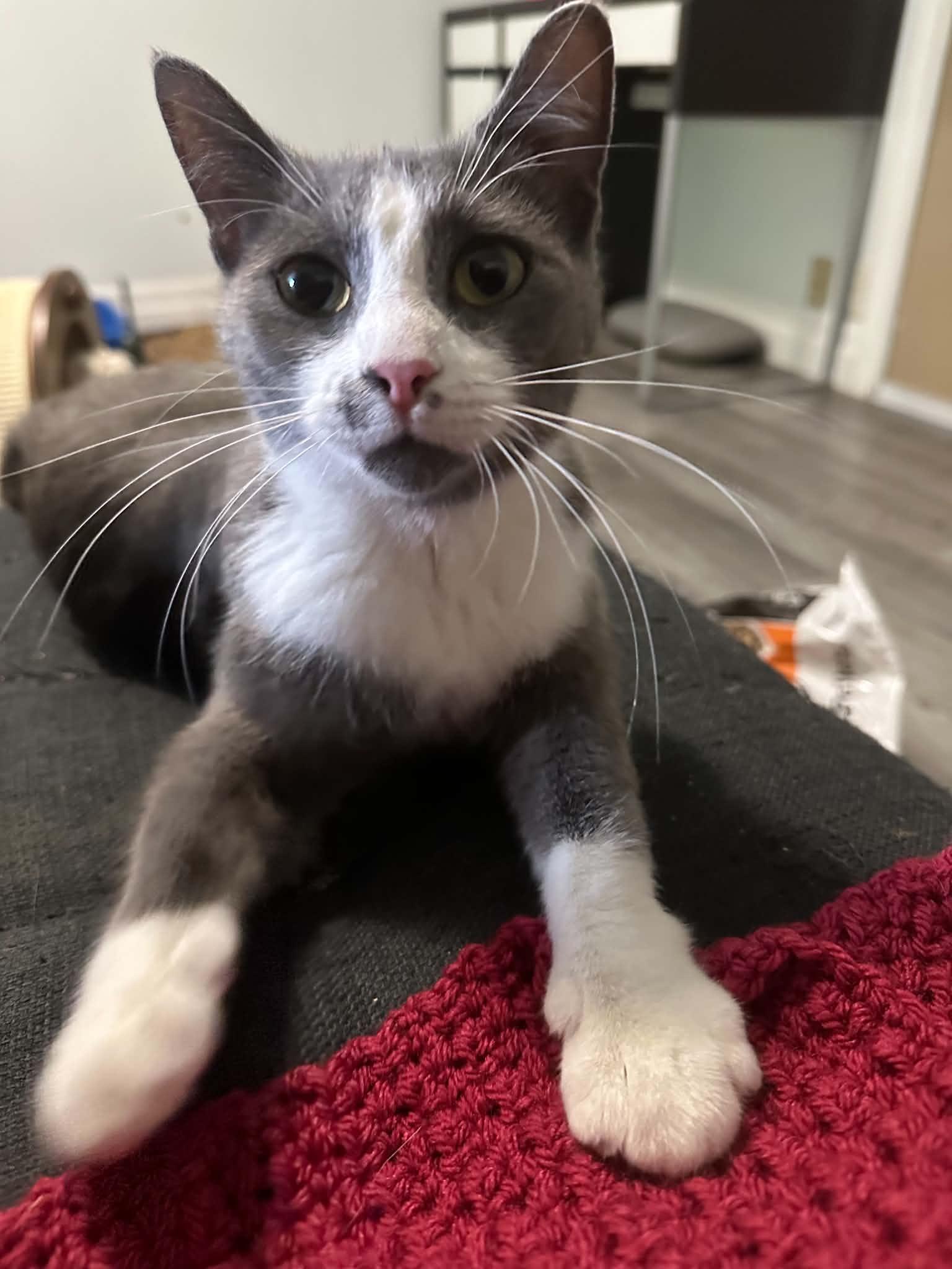 Enlarge Penne, an adopted Domestic Short Hair in Shakespeare, ON image 2/6