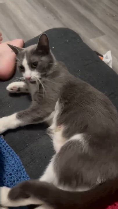 Enlarge Penne, an adopted Domestic Short Hair in Shakespeare, ON video 4/6
