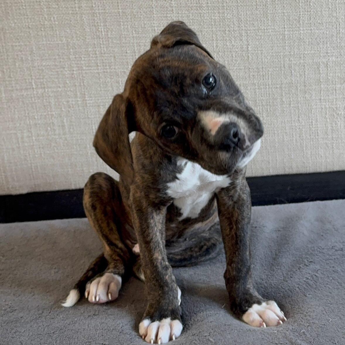 Button, Adoptable, Puppy Male Terrier & Boxer.