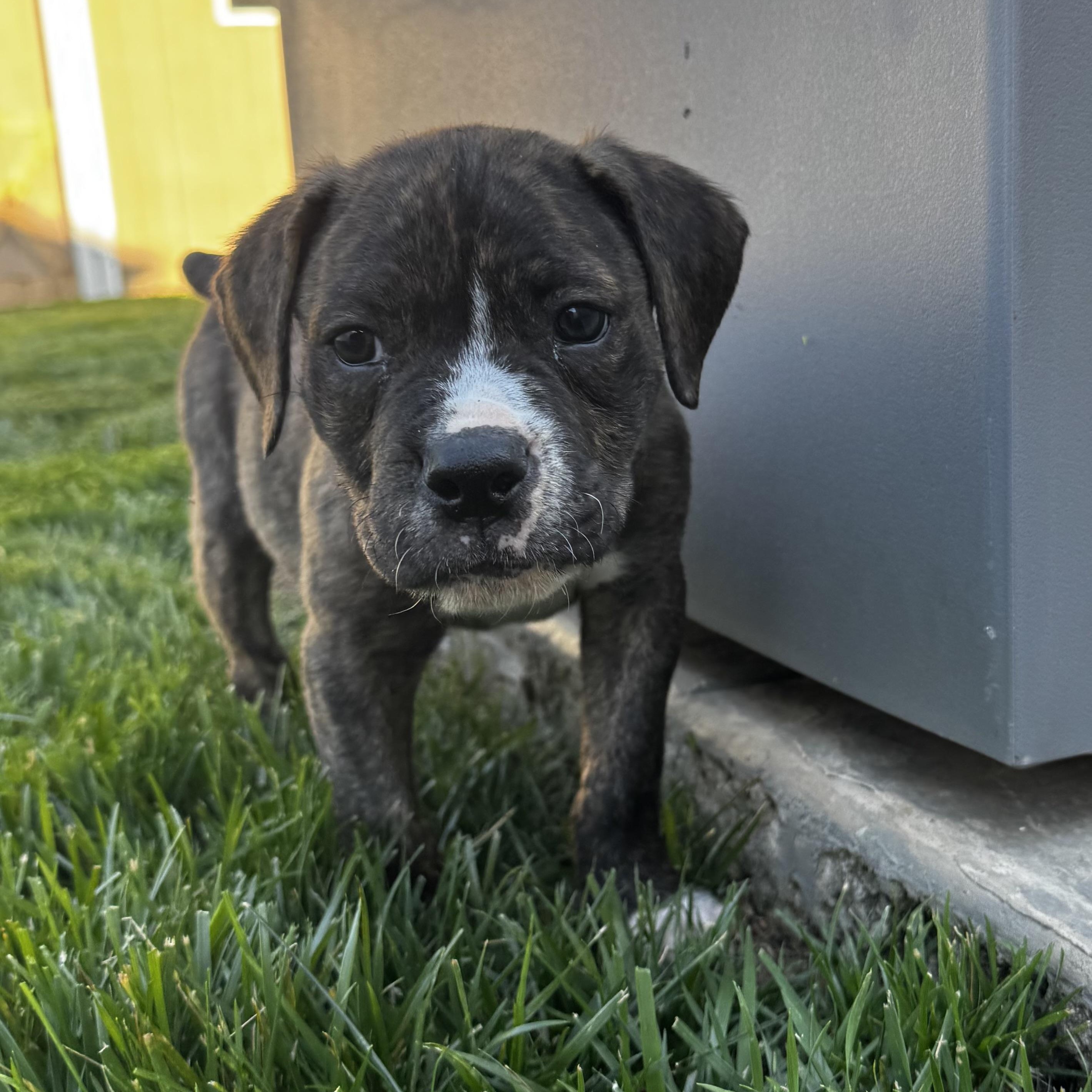 Button, a Adoptable mixed breed in Rock Hill, SC image 1/4