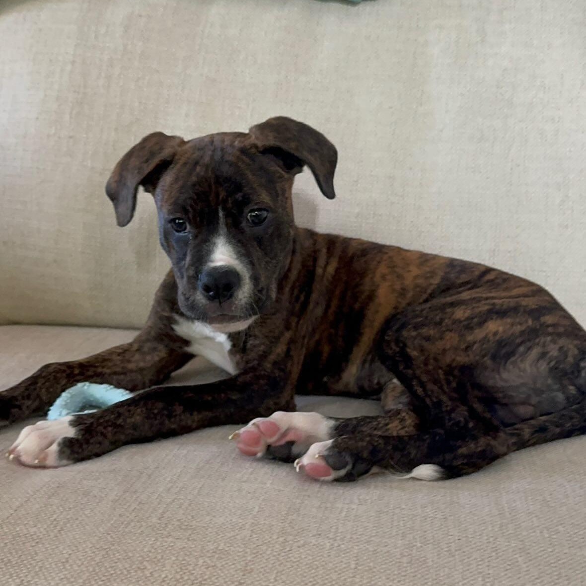 Enlarge Button, a Adoptable mixed breed in Rock Hill, SC image 2/6