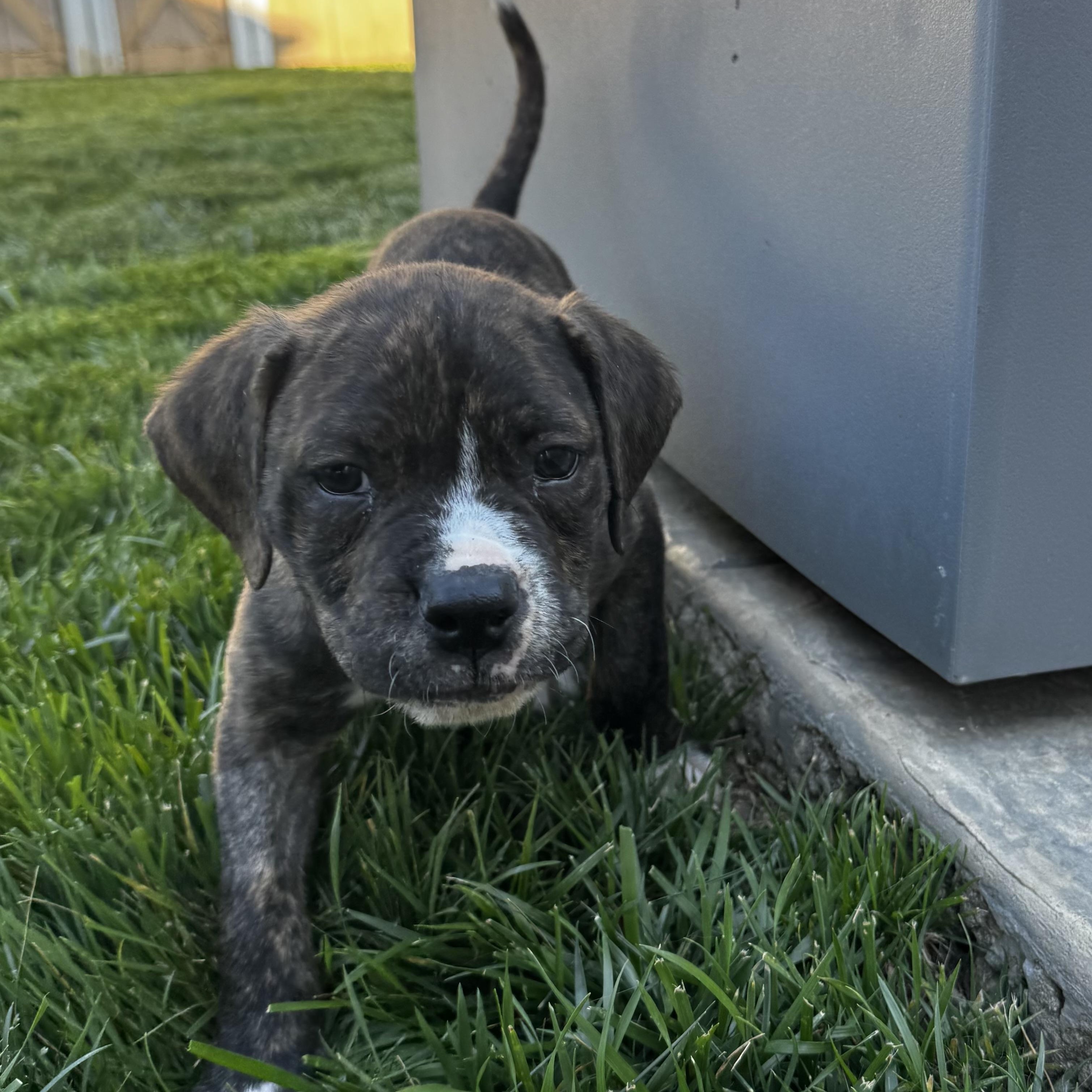 Button, a Adoptable mixed breed in Rock Hill, SC image 3/4