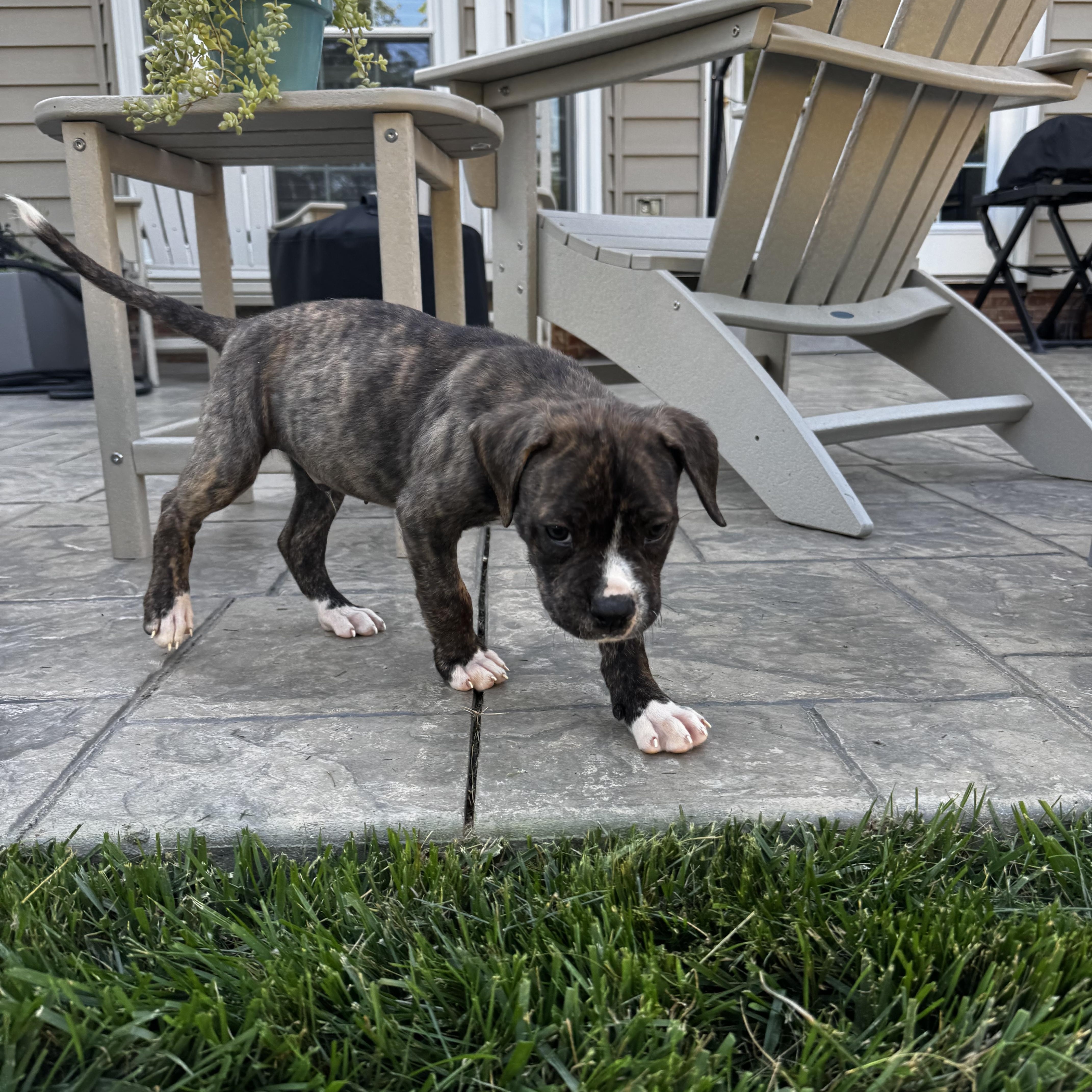 Button, a Adoptable mixed breed in Rock Hill, SC image 4/4