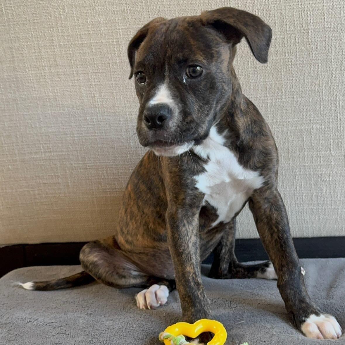 Enlarge Button, a Adoptable mixed breed in Rock Hill, SC image 3/6