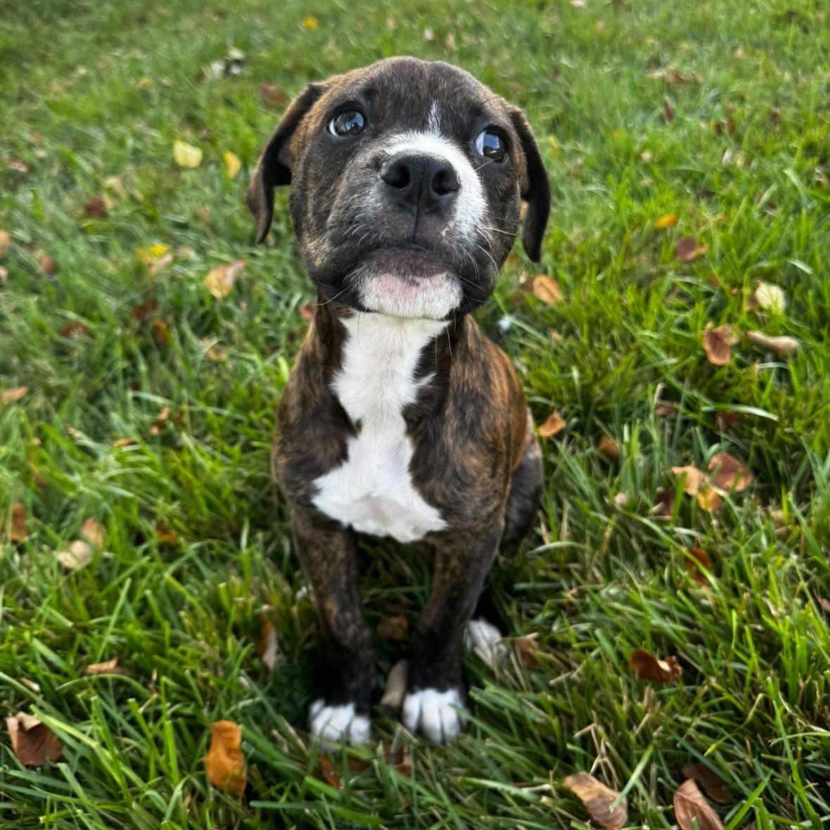 Enlarge Button, a Adoptable mixed breed in Rock Hill, SC image 5/6