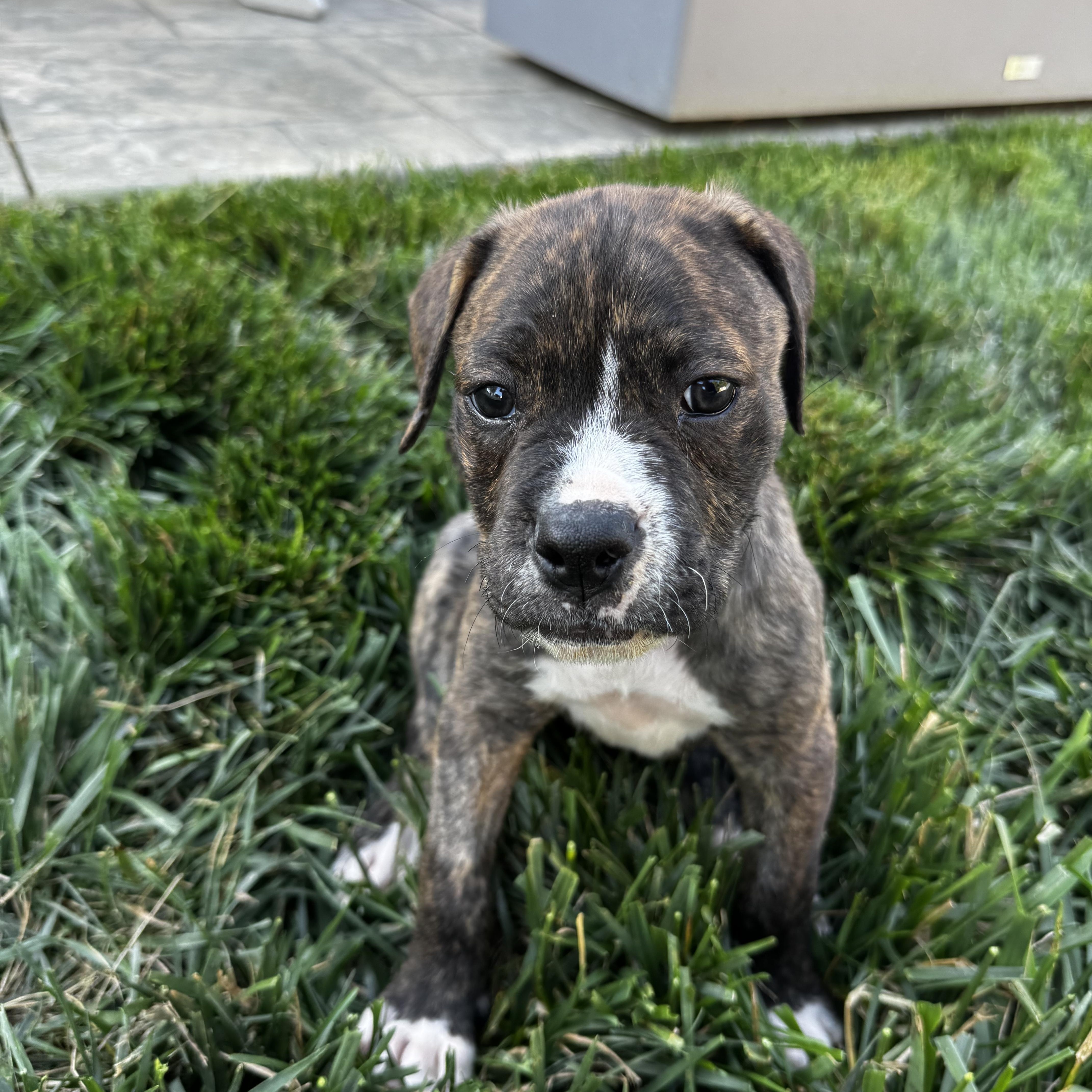Button, a Adoptable mixed breed in Rock Hill, SC image 2/4