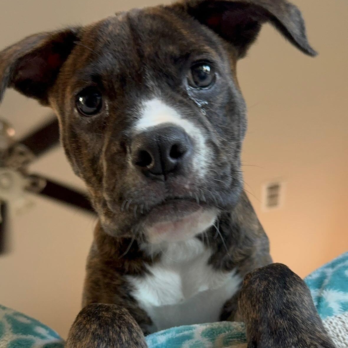 Enlarge Button, a Adoptable mixed breed in Rock Hill, SC image 4/6