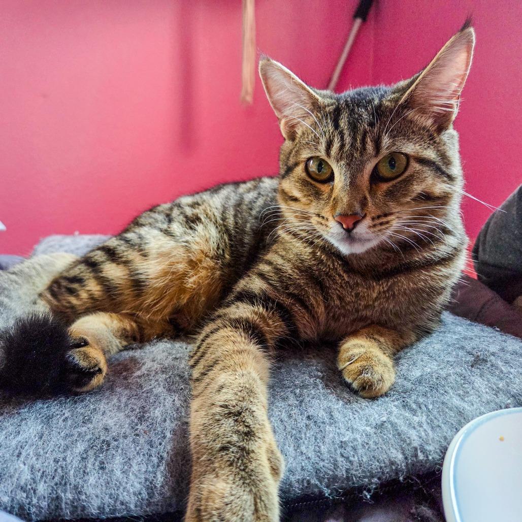 Enlarge Carry On, a Adoptable Domestic Short Hair in San Diego, CA image 1/6