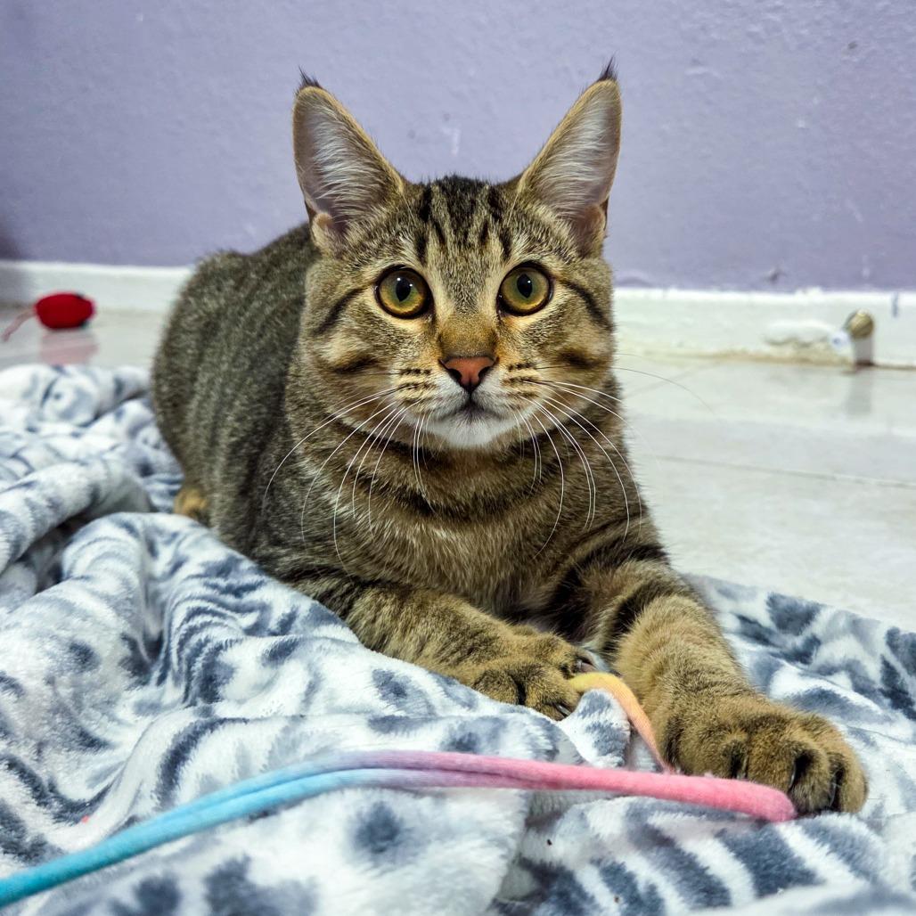 Enlarge Carry On, a Adoptable Domestic Short Hair in San Diego, CA image 1/1