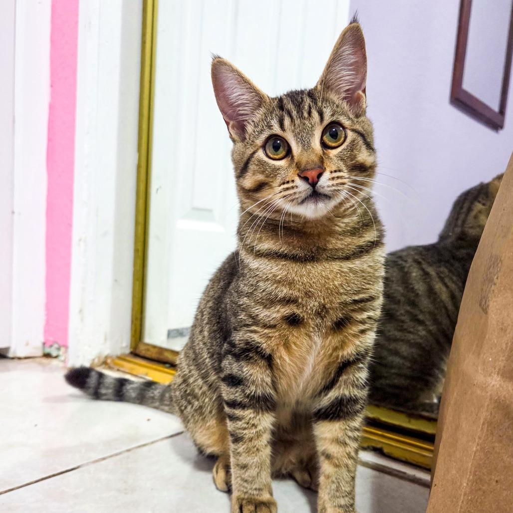 Enlarge Carry On, a Adoptable Domestic Short Hair in San Diego, CA image 3/6