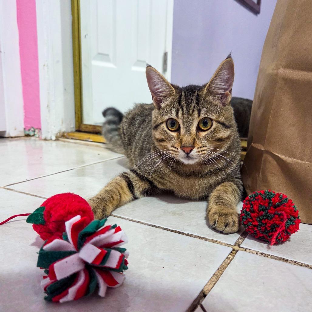 Enlarge Carry On, a Adoptable Domestic Short Hair in San Diego, CA image 4/6